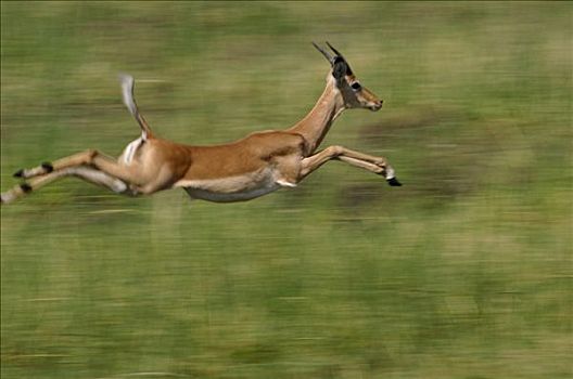 黑斑羚,跳跃,非洲