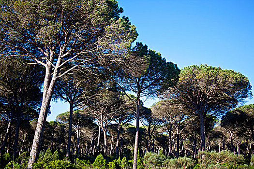 树林,有须的,自然,公园,安达卢西亚,西班牙,欧洲