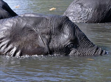 大象,游泳,乔贝,河,干燥,季节,水潭,野生动物,会聚,分界线,博茨瓦纳,纳米比亚,公园,著名,大