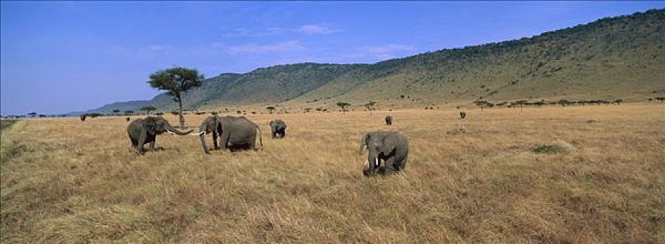 非洲象,牧群,悬崖,背景,马赛马拉国家保护区,肯尼亚