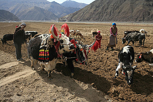 每年耕地的时候藏民们都把自己家的牛打扮的很漂亮在地里进行耕种