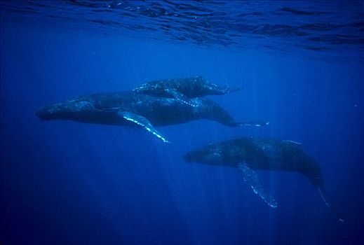 驼背鲸,大翅鲸属,鲸鱼,幼兽,护从,水下
