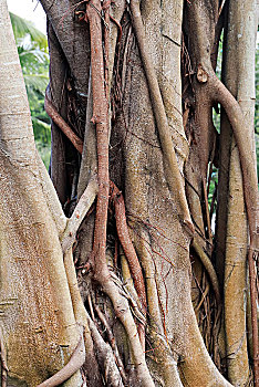 三亚市榕树的根部
