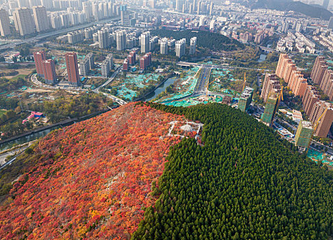 济南蝎子山红叶