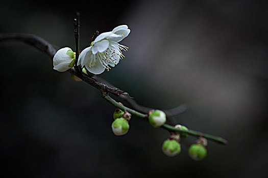 梅花,生态,自然,暗香,摄影,云南,峰哥