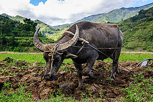水牛,耕作,世界遗产,稻米梯田,巴纳韦,北方,吕宋岛,菲律宾
