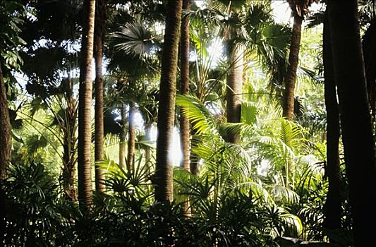 夏威夷,棕榈树,植物,热带雨林