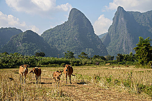 老挝,万荣,母牛,山,大幅,尺寸