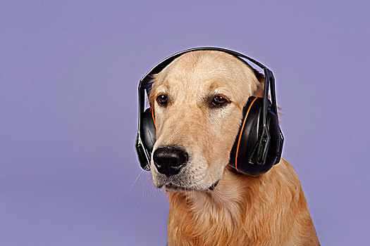 金毛猎犬,7个月,耳机
