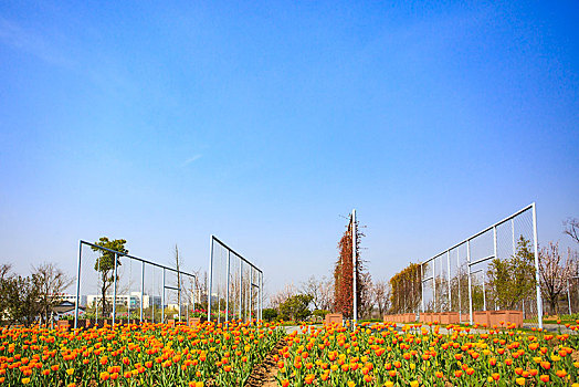 郁金香,花