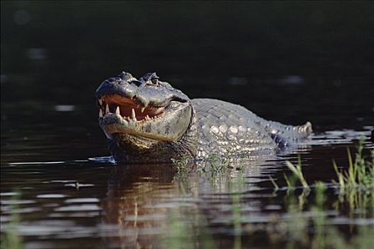 宽吻鳄,走,水中,嘴,生态系统,潘塔纳尔,巴西