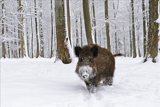 野猪,雪地