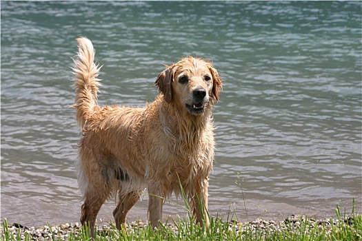 动物,金毛猎犬