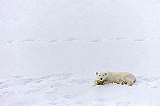 北极熊,幼兽,休息,雪中,斯匹次卑尔根岛,挪威