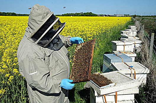养蜂人,检查,框架,西部,蜜蜂,意大利蜂,蜂窝,油菜,甘蓝型油菜,作物,兰开夏郡,英格兰,英国,欧洲