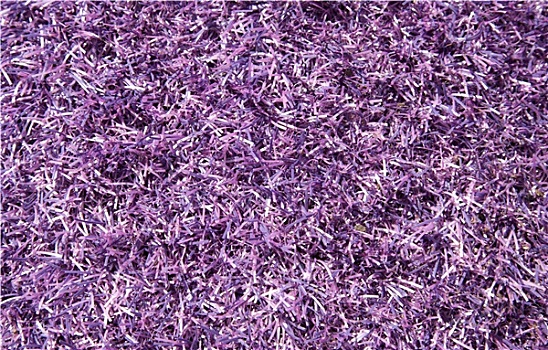 紫色,草