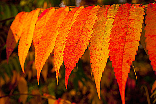 色彩,盐肤木,叶子,魁北克省,加拿大,北美