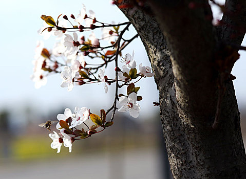 蜜蜂,李花