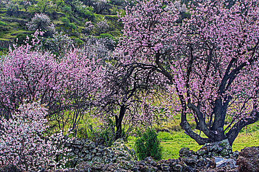 杏树,花,靠近,圣地亚哥,特内里费岛,加纳利群岛,西班牙,欧洲