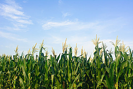 玉米庄稼地