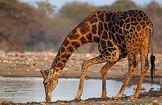 南非,长颈鹿,雄性,喝,水潭,夜光,埃托沙国家公园,纳米比亚,非洲
