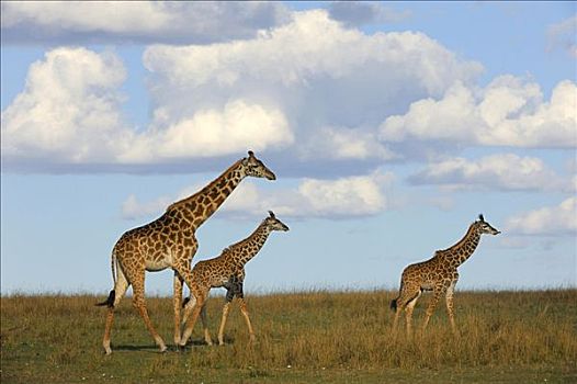 马萨伊,长颈鹿,马赛长颈鹿,草原,雌性,两个,幼兽,肯尼亚,东非