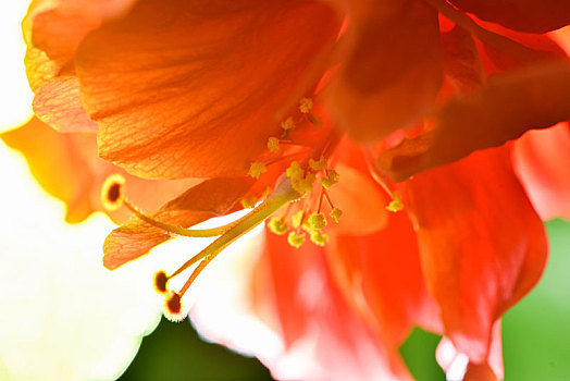 花朵局部特写