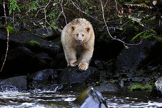 灵熊,基因,白色,彩色,黑熊,走,挨着,河流,大公主岛,不列颠哥伦比亚省,加拿大