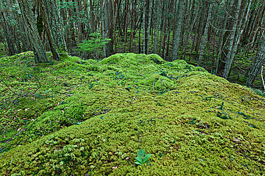 苔藓,树,树干,山,盐春岛,不列颠哥伦比亚省,加拿大