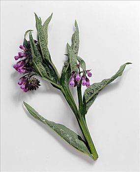 紫草科植物,聚合草