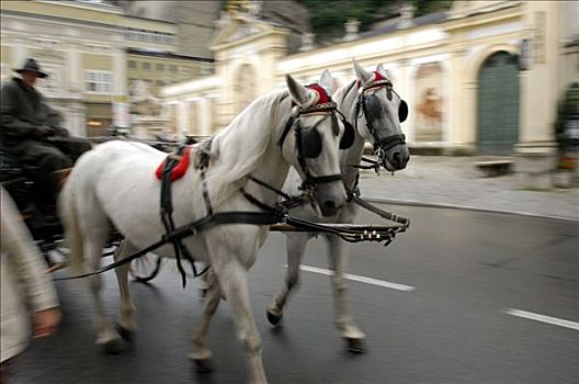 马,马车,萨尔茨堡,奥地利
