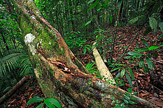 藤蔓植物,山,国家公园,沙捞越,马来西亚