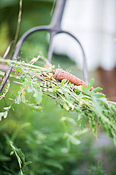 胡萝卜,植被,园艺叉