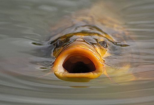 鲤鱼,嘴,张嘴,水,动物,鱼,水面,表面,饥饿,空气,呼吸,户外