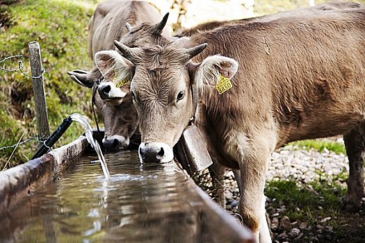 牛,饮用水,水,槽,仰视