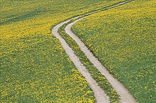 乡村道路,黄色,野花,白云岩,意大利