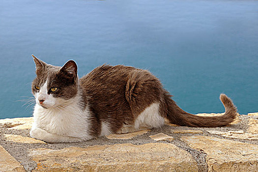 流浪猫,休息,墙壁,克里特岛,希腊,欧洲