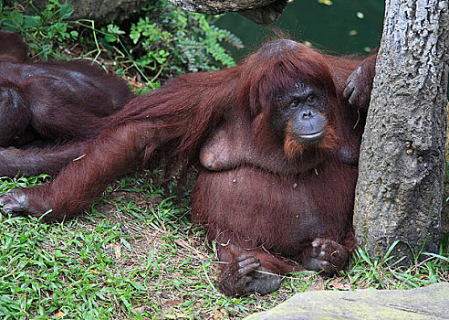 新加坡动物园猩猩