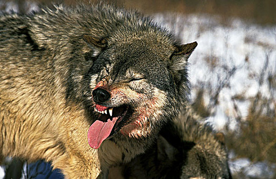 北美,灰狼,狼,成年,捕食,狰狞,加拿大