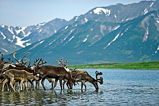 驯鹿,迁徙,驯鹿属,俄罗斯,远东,区域,北方,堪察加半岛