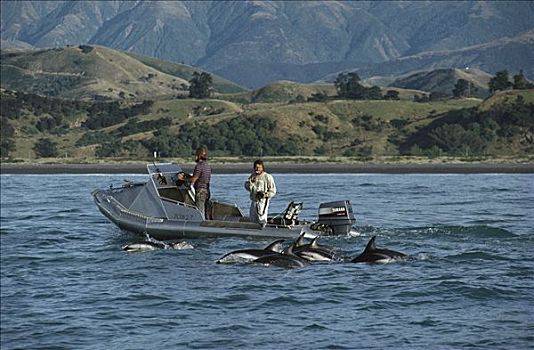 研究人员,摄影,暗黑斑纹海豚,乌色海豚,靠近,新西兰