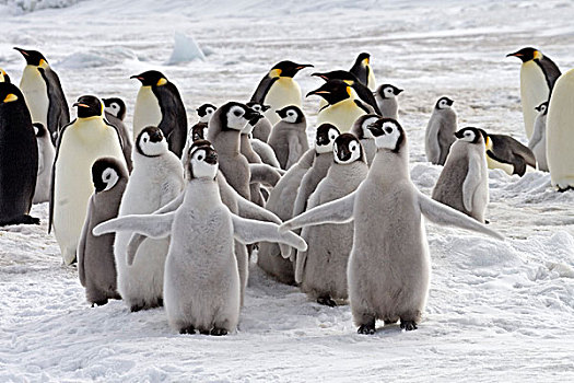 帝企鹅,企鹅,幼禽,成年,雪丘岛,南极半岛,南极