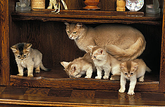 家猫,小猫,站立,餐具柜