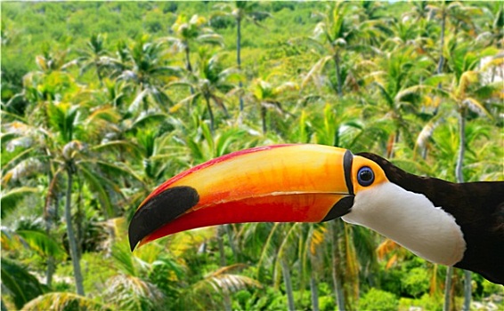 托哥巨嘴鸟,棕榈树,热带,丛林