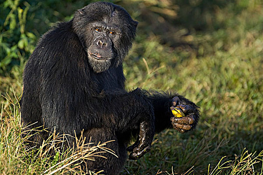 黑猩猩,类人猿,救助,独特,吃,香蕉,乌干达