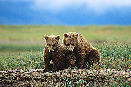 沿岸,大灰熊,幼兽,棕熊,大熊雨林,不列颠哥伦比亚省,加拿大