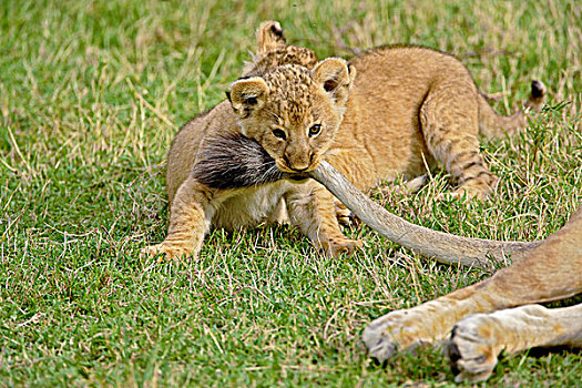 幼狮,拉拽,尾部,马塞马拉野生动物保护区,肯尼亚