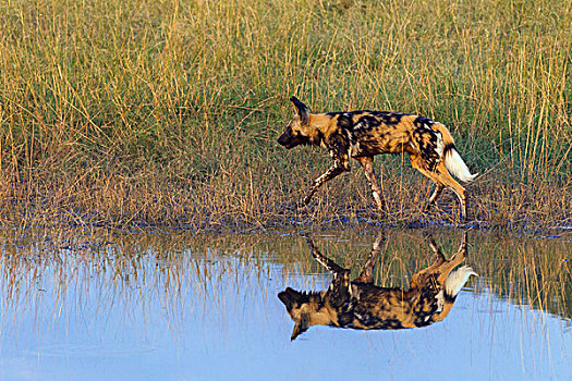 野狗,非洲野犬属,走,草,靠近,水潭,奥卡万戈三角洲,博茨瓦纳,非洲