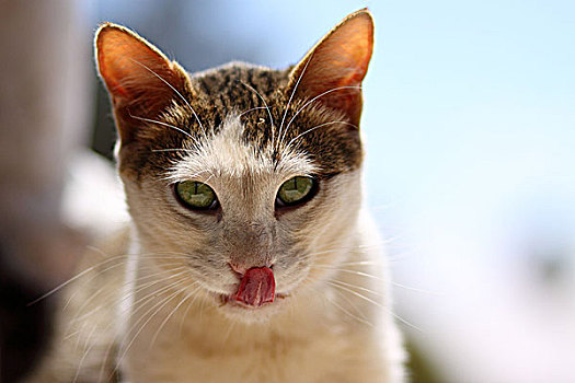 猫,吐舌头