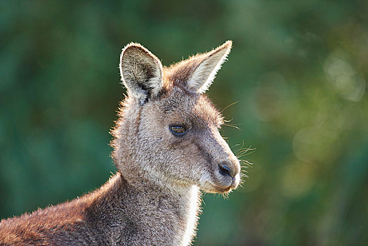 大灰袋鼠,灰袋鼠,动物,威尔逊-普勒蒙特利国家公园,维多利亚,澳大利亚,大洋洲